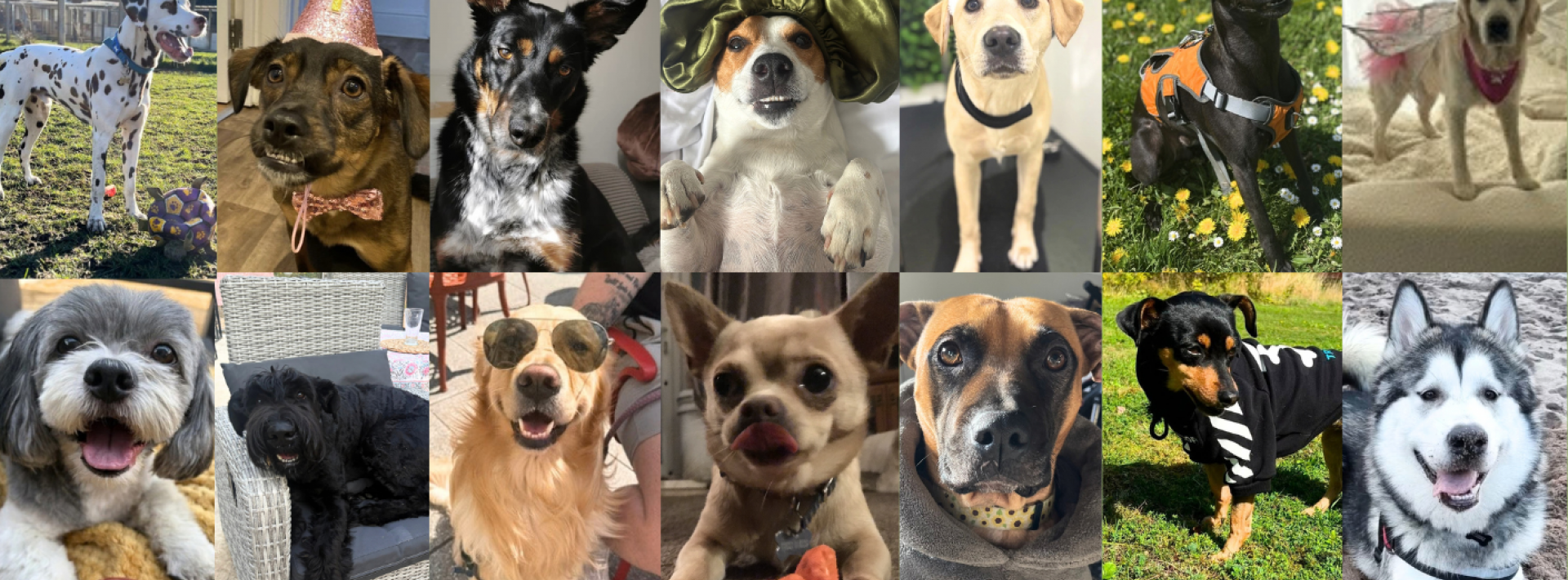 Perfect-Pooch-Lineup-3
